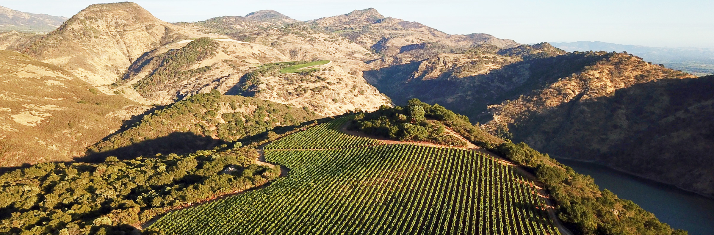 Vineyard